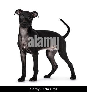 Süßer männlicher italienischer Greyhound alias italienischer Sighthound Welpe, Seitenwege stehen. Ich schaue direkt in die Kamera. Isoliert auf weißem Hintergrund. Stockfoto