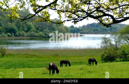 Glaslough Lake in Castle Leslie, County Monaghan, Irland Stockfoto