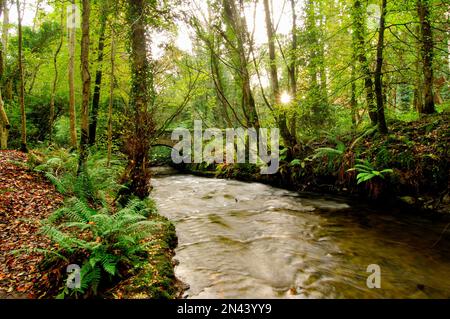 Dun a Ri Forest Park, Cabra, Monaghan, Cavan, Irland Stockfoto