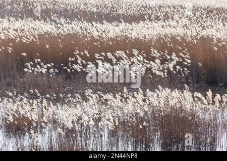 Abstraktes Bild von riesigen Schilfbeeten auf der RSPB Minsmere an einem kalten Februar Morgen aus Bittern Hide Stockfoto