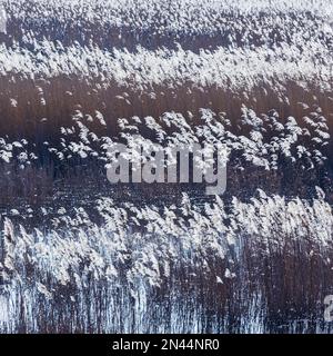 Abstraktes Bild von riesigen Schilfbeeten auf der RSPB Minsmere an einem kalten Februar Morgen aus Bittern Hide Stockfoto