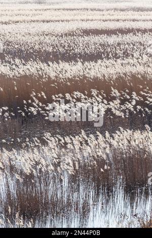 Abstraktes Bild von riesigen Schilfbeeten auf der RSPB Minsmere an einem kalten Februar Morgen aus Bittern Hide Stockfoto