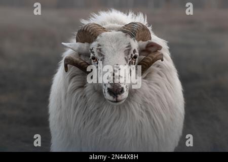 Ein Porträt einer Heide mit weißem Hörnchen (Heidschnucke) auf einem weichen matten Pastellhintergrund Stockfoto