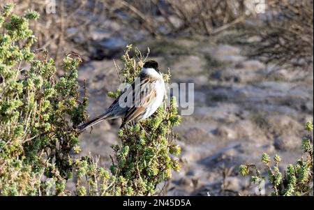 Titchwell Marsh, männliches Schilfbändchen, die sich entlang des Weges füttern. Stockfoto