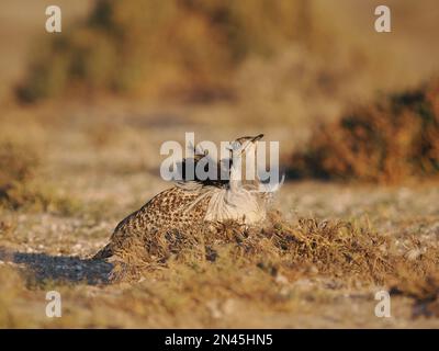 Die Halb-Wüstenebenen auf Lanzarote sind eine Hochburg für die Houbara-Bustard, obwohl es sich um eine gefährdete Art handelt, die Schutz und Unterstützung benötigt. Stockfoto