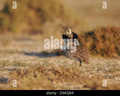 Die Halb-Wüstenebenen auf Lanzarote sind eine Hochburg für die Houbara-Bustard, obwohl es sich um eine gefährdete Art handelt, die Schutz und Unterstützung benötigt. Stockfoto