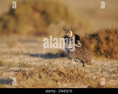 Die Halb-Wüstenebenen auf Lanzarote sind eine Hochburg für die Houbara-Bustard, obwohl es sich um eine gefährdete Art handelt, die Schutz und Unterstützung benötigt. Stockfoto