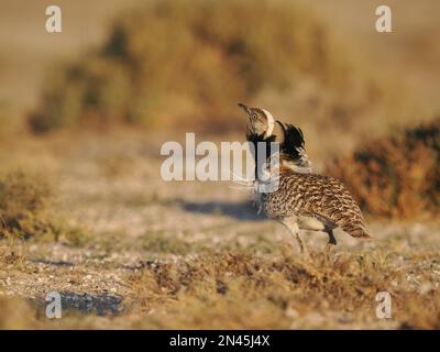 Die Halb-Wüstenebenen auf Lanzarote sind eine Hochburg für die Houbara-Bustard, obwohl es sich um eine gefährdete Art handelt, die Schutz und Unterstützung benötigt. Stockfoto