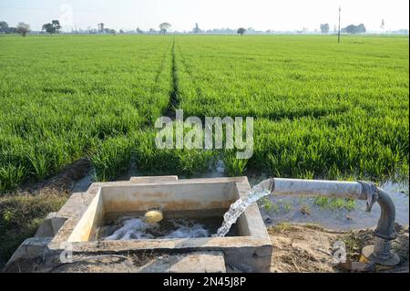 INDIEN, Punjab, Lehragag, Weizenfeld mit Grundwasserbewässerung, Wasser aus Rohrleitungen aus dem Bohrloch, die Grundwassergrundlagen sinken seit mehreren Jahren dramatisch, in Punjab begann in den 1960er Jahren die grüne Revolution zur Steigerung der Nahrungsmittelproduktion mit Bewässerungssystemen, Einsatz von Agrochemikalien und ertragreichen Hybridsaaten / INDIEN, Weizenfeld mit Grundwasser Bewässerung, seit einigen Jahren fallen die Grundwasserspiegel dramatisch, in den 1960 Jahren startete im Punjab die Grüne Revolution zur Steigerung von Erträgen durch Hochertragssorten, Bewässerung und Nutzung von Agrarchemie Stockfoto