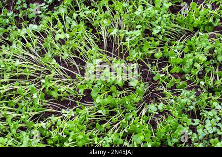 Grüner Pflanzenöl-Rettich. Eine Pflanze, die im Herbst oder Winter in einem Gewächshaus im Boden liegt. Bodendünger, Garten Stockfoto