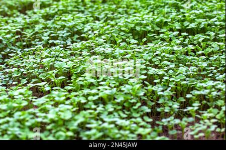 Grüner Pflanzenöl-Rettich. Eine Pflanze, die im Herbst oder Winter in einem Gewächshaus im Boden liegt. Bodendünger, Garten Stockfoto