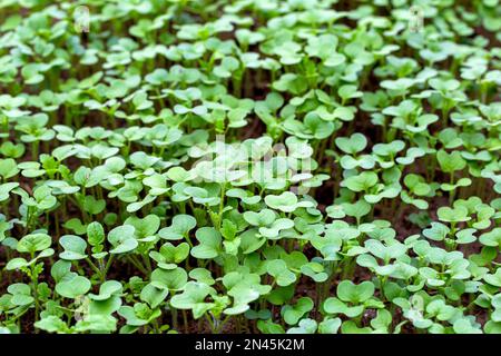 Grüner Pflanzenöl-Rettich. Eine Pflanze, die im Herbst oder Winter in einem Gewächshaus im Boden liegt. Bodendünger, Garten Stockfoto