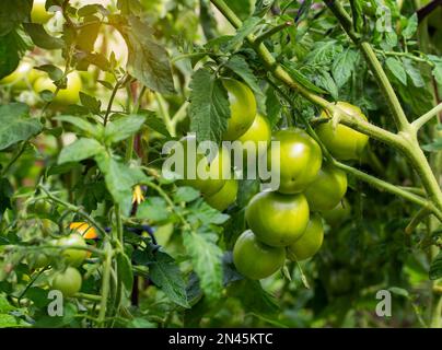 Im Sommer wachsen im Garten spät unreife grüne Tomaten. Tomaten als Unternehmen anbauen. Landwirtschaft Stockfoto