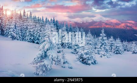 Herrlicher Sonnenaufgang in den Bergen. Frische schneebedeckte Hänge und Tannenbäume in den Karpaten, Ukraine, Europa. Skitour auf unberührten schneebedeckten Hügeln. Stockfoto