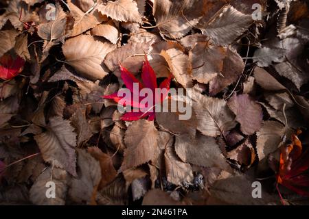 Rotes Blatt auf braunen Blättern Business Single herausragend allein einsamer Valentinstag Stockfoto