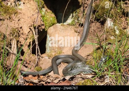 Grasschlangen, die sich im Sonnenschein an einem Felsen sonnen Stockfoto