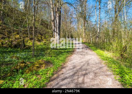 Schotterweg in einem Waldpark im Frühling Stockfoto