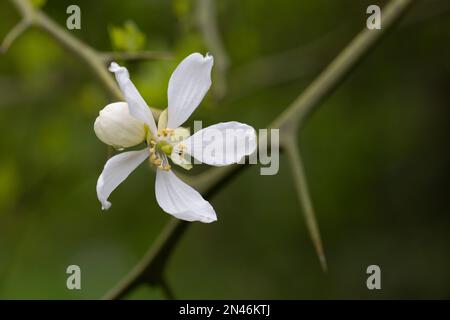 Dreiblättriger Ast mit weißen Blüten - lateinischer Name - Poncirus trifoliata Nahaufnahme, Frühlingsblumen Hintergrund Stockfoto