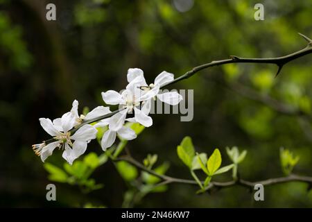 Dreiblättriger Ast mit weißen Blüten - lateinischer Name - Poncirus trifoliata Nahaufnahme, Frühlingsblumen Hintergrund Stockfoto