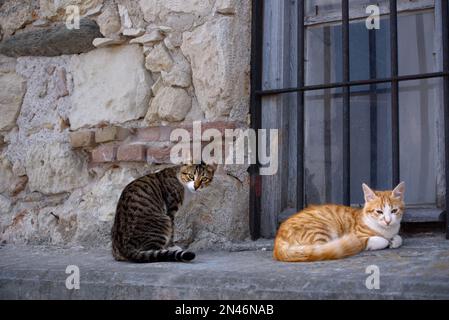 Zwei Katzen stehen auf einer Fensterbank. Tabby flauschige Katze sitzt, wunderschöne glatte rote Katze liegt auf einer Fensterbank. Stockfoto