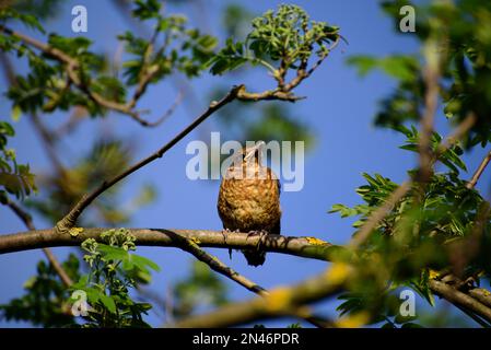 Junge Drossel, die im Frühling auf einem Ast sitzt. Junge Fieldfare (Turdus pilaris) im Frühlingsgarten. Stockfoto