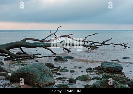 Steinstrand mit Totholz am Brodtener Steilufer bei Lübeck Travemünde, Schleswig-Holstein, Deutschland Stockfoto