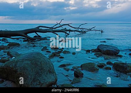 Steinstrand mit totem Holz am Brodtener Steilufer bei Lübeck Travemünde, Schleswig-Holstein, Deutschland, zur Blue Hour Stockfoto