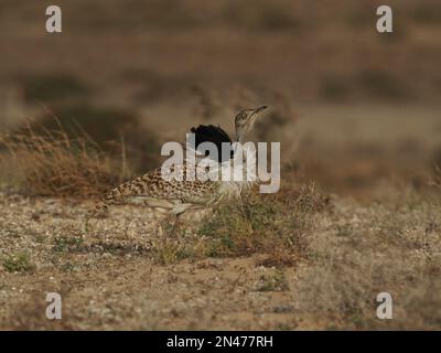 Die Halb-Wüstenebenen auf Lanzarote sind eine Hochburg für die Houbara-Bustard, obwohl es sich um eine gefährdete Art handelt, die Schutz und Unterstützung benötigt. Stockfoto