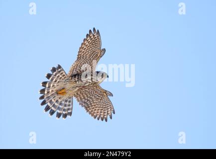Merlin im Flug mit Flügeln weit auseinander, isoliert vor blauem Hintergrund im Winter. Stockfoto