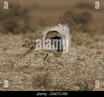 Die Halb-Wüstenebenen auf Lanzarote sind eine Hochburg für die Houbara-Bustard, obwohl es sich um eine gefährdete Art handelt, die Schutz und Unterstützung benötigt. Stockfoto