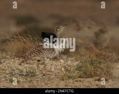 Die Halb-Wüstenebenen auf Lanzarote sind eine Hochburg für die Houbara-Bustard, obwohl es sich um eine gefährdete Art handelt, die Schutz und Unterstützung benötigt. Stockfoto