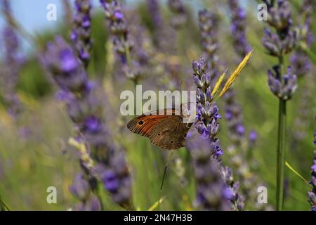 Schmetterling auf Lavendelblumen im Dorf Brusje auf der Insel Hvar, Kroatien Stockfoto