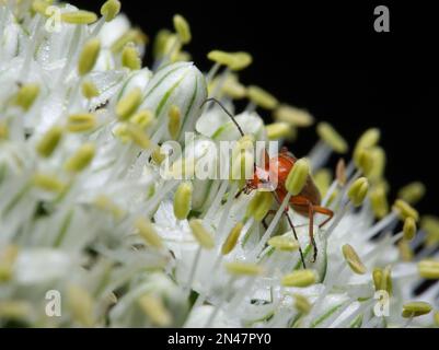 Gemeiner roter Soldatenkäfer auf einer Zwiebelblume Stockfoto