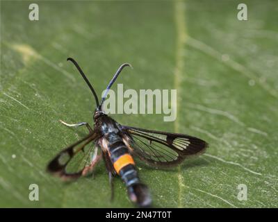 Rotgürtel-Aufräumarbeiten Stockfoto