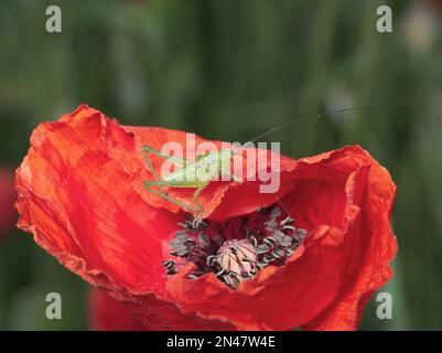 Buschkricket im Morgentau Stockfoto