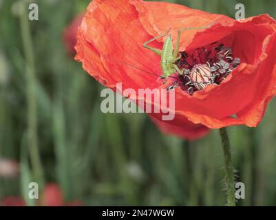 Buschkricket im Morgentau Stockfoto