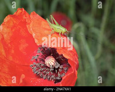 Buschkricket im Morgentau Stockfoto