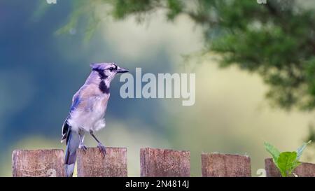 Das ist ein Blue Jay Songbird, der Wind bläst ihm die Federn. Dieser Vogel sitzt auf einem Zaun in meinem Garten in East Tennessee. Stockfoto