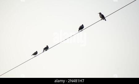 Vögel sitzen auf elektrischen Kabeln hintereinander. Stockfoto