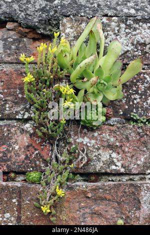 Blumen an der Wand - Details Stockfoto