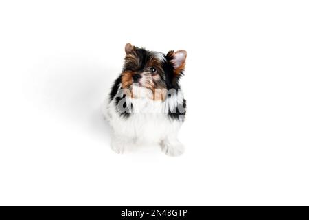 Aufmerksames Aussehen. Studiobild des süßen Little Biewer Yorkshire Terrier, Hund, Hündchen, Pose auf weißem Hintergrund. Konzept von Tier und Pflege Stockfoto