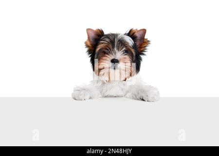 Studiobild des süßen Little Biewer Yorkshire Terrier, Hund, Hündchen, das sich auf der Box auf weißem Hintergrund lehnt. Konzept von Tier und Pflege Stockfoto