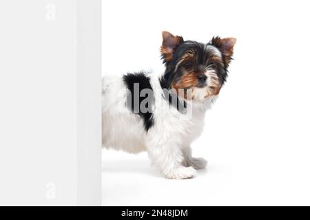 Studiobild des süßen Little Biewer Yorkshire Terrier, Hund, Hündchen, das aus der Ecke auf weißem Hintergrund guckt. Konzept von Tier und Pflege Stockfoto