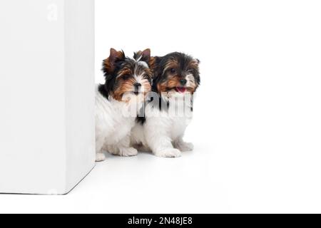 Studiobild von zwei süßen Little Biewer Yorkshire Terrier, Hunde, Welpen, die aus der Ecke auf weißem Hintergrund gucken. Konzept von Tier und Pflege Stockfoto