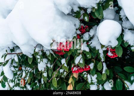 Nahaufnahme Grünes Laubwerk mit Schnee bedeckt. Roter wilder Cranberry-Baum in der Wintersaison. Schneebedeckte Zierpflanze. Zweige von Red Berrie Stockfoto