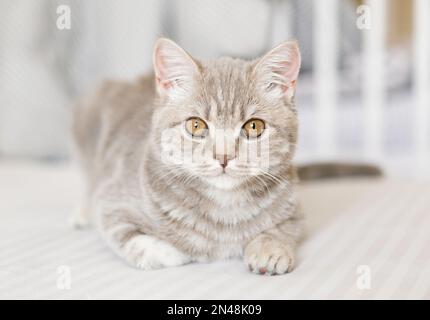 Süße schottische, gerade Tabby-Katze auf weißem Hintergrund. Stockfoto