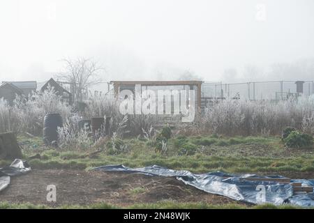 Eton Wick, Windsor, Berkshire, Großbritannien. 8. Februar 2023. Nach einem nebligen Start in den Tag mit heftigem nächtlichen Hoar Frost, begann der Nebel heute Nachmittag an den Eton Wick Zuteilungen zu steigen. Der Frost begann auf den Pflanzen zu schmelzen, als die Sonne herauskam. Kredit: Maureen McLean/Alamy Live News Stockfoto