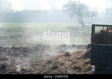 Eton Wick, Windsor, Berkshire, Großbritannien. 8. Februar 2023. Aus Rinderdung steigt Dampf auf. Nach einem nebligen Start in den Tag mit heftigem nächtlichen Reifrost begann sich der Nebel heute Nachmittag zu heben und der Frost begann auf Pflanzen zu schmelzen, als die Sonne herauskam. Kredit: Maureen McLean/Alamy Live News Stockfoto