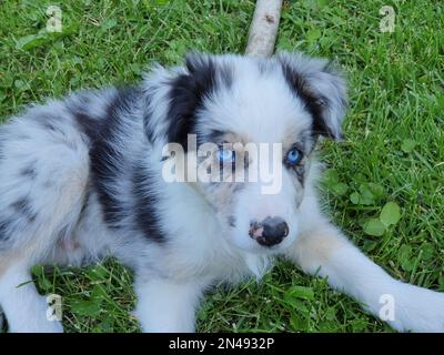 Die Aufmerksamkeit eines Hundes, der mit seinen blauen Augen auf das schaut, was passiert Stockfoto