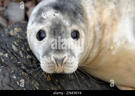 Grey Seal (Halichoerus grypus) Nahaufnahme von Welpen und Whiskern, St. Abbs Head National Nature Reserve, National Trust for Scotland Reserve, Berwickshire, Stockfoto